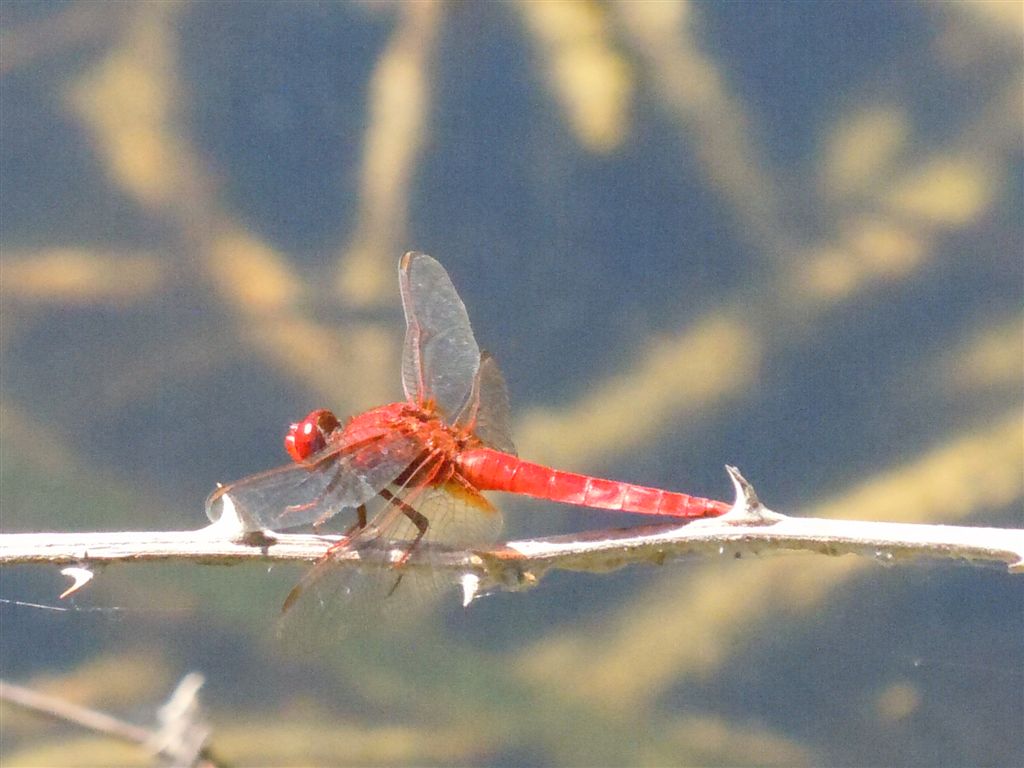 Crocothemis erythraea?